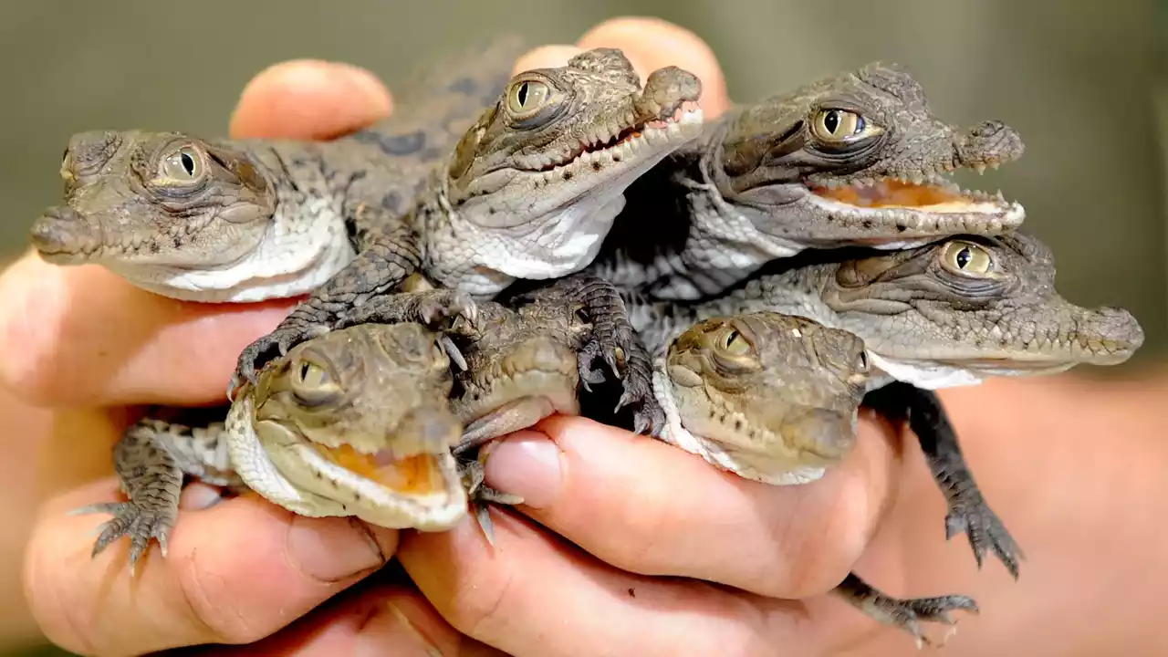Know the difference with those scary and dangerous big lizards in the Florida water bodies